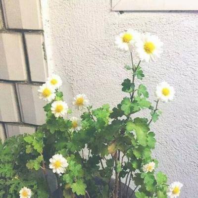 心源性猝死院外抢救99%失败